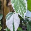 Variegated Real Black Pepper Plant