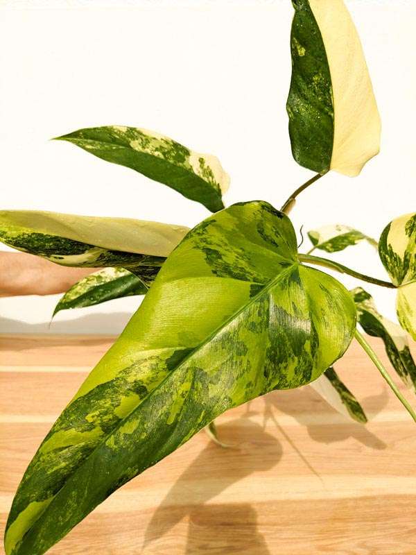 Philodendron Domesticum Variegatum Plant - Image 2