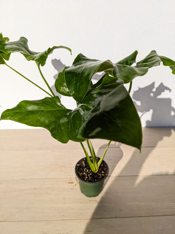Lg. Philodendron Jungle Selloum x Goeldii Stilt Root Plant - Image 11