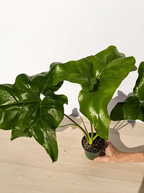Lg. Philodendron Jungle Selloum x Goeldii Stilt Root Plant - Image 10