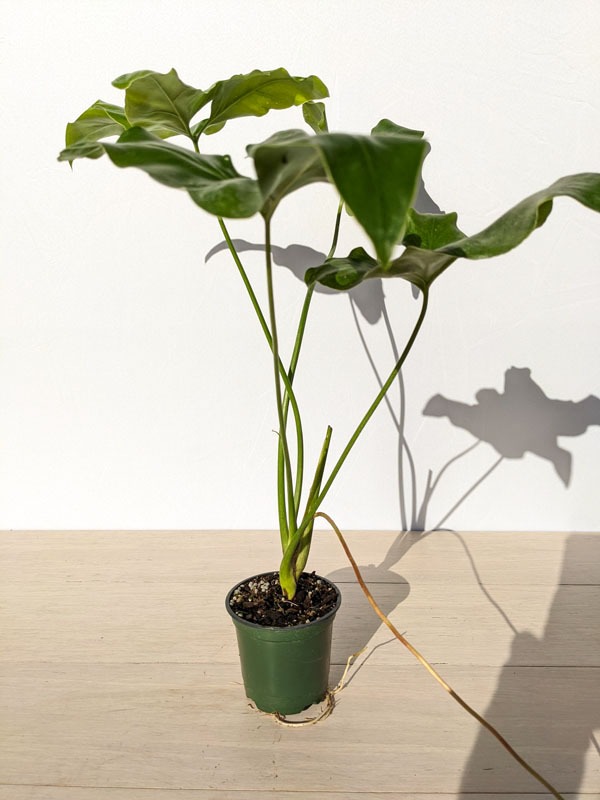 Lg. Philodendron Jungle Selloum x Goeldii Stilt Root Plant - Image 9
