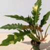 Lg. Philodendron Hualalai Variegated Sawtooth Plant