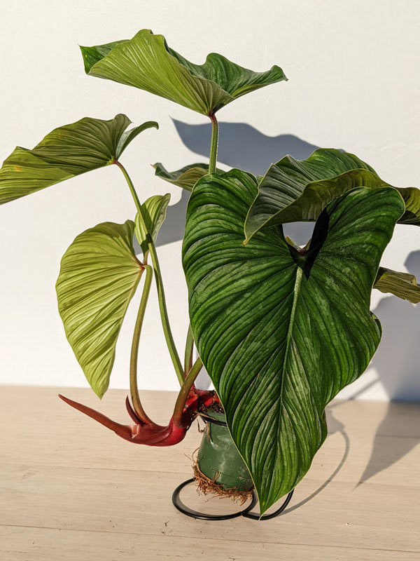 Lg. Philodendron Mamei Plant - Image 8
