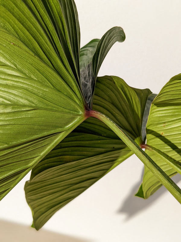 Lg. Philodendron Mamei Plant - Image 7