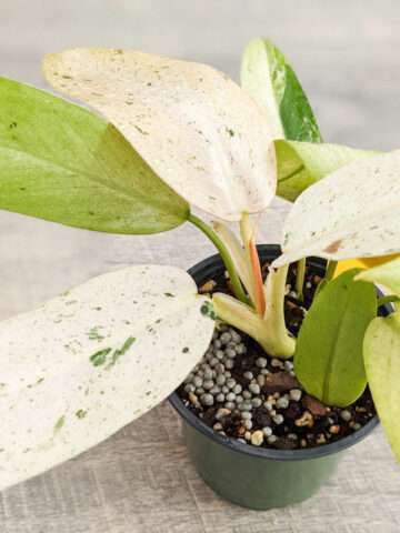 Alternative view of Lg. Philodendron Mottled Whipple Way Plant