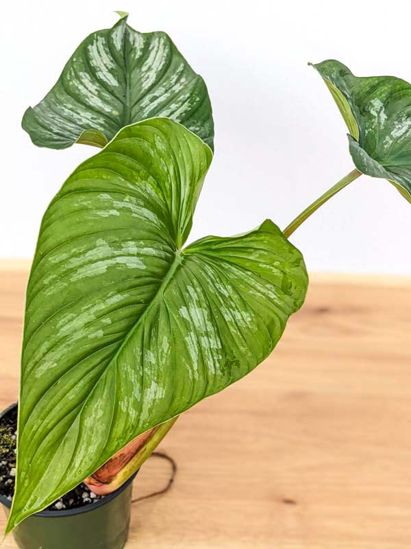 Lg. Philodendron Mamei Plant - Image 5