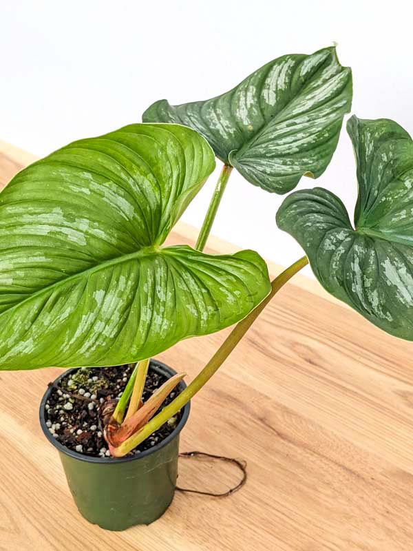 Lg. Philodendron Mamei Plant - Image 3