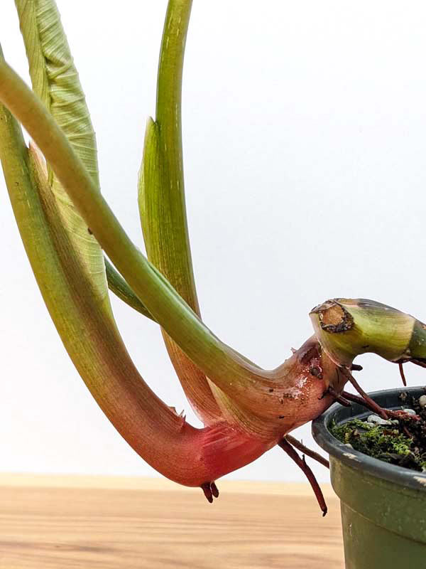 Lg. Philodendron Mamei Plant - Image 9