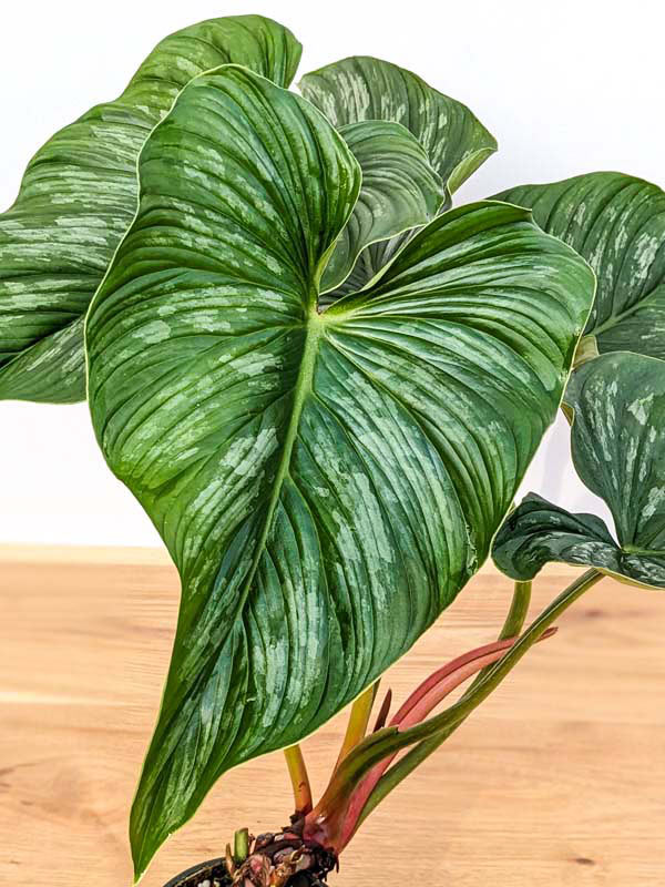 Lg. Philodendron Mamei Plant - Image 4