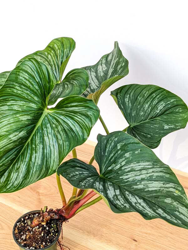 Lg. Philodendron Mamei Plant - Image 2