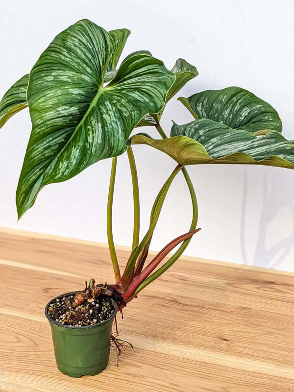 Lg. Philodendron Mamei Plant - Image 6