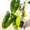Philodendron Burle Marx Aurea Variegata Plant