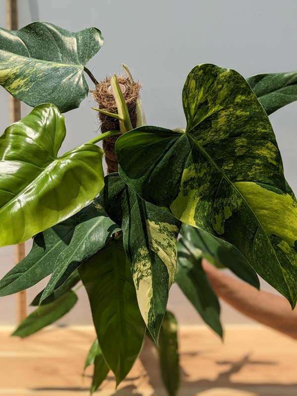 Philodendron Domesticum Variegatum Plant - Image 5