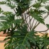 Lg. Philodendron Deja Vu Plant