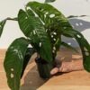Lg. Rhaphidophora Megasperma Plant