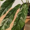 Lg. Rhaphidophora Megasperma Variegata Plant