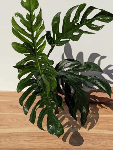 Alternative view of Monstera Dissecta Fairchild Plant