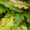 New Philodendron Golden Ring of Fire Plant