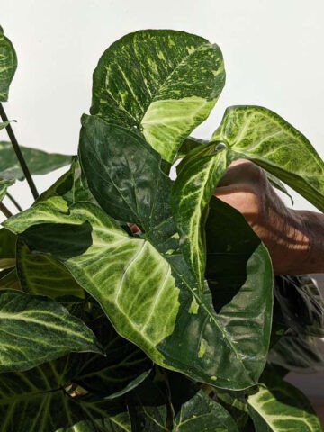 Panda Cosmos Mutant Arrowhead Plant (syngonium podophyllum) - Image 3