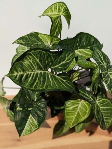 Panda Cosmos Mutant Arrowhead Plant (syngonium podophyllum) - Image 4