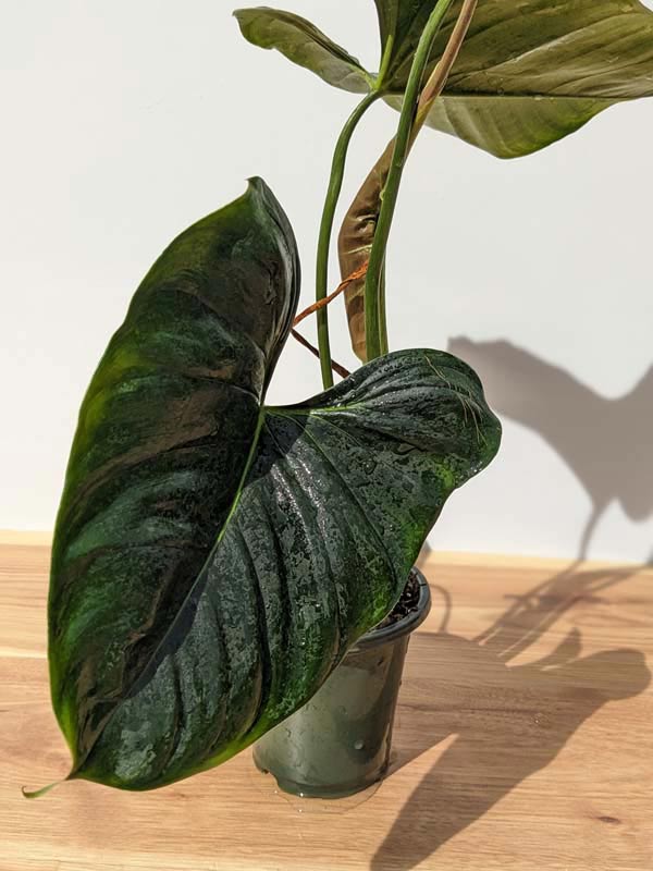 Philodendron Lupinum Corrugated Leaf Plant - Image 5
