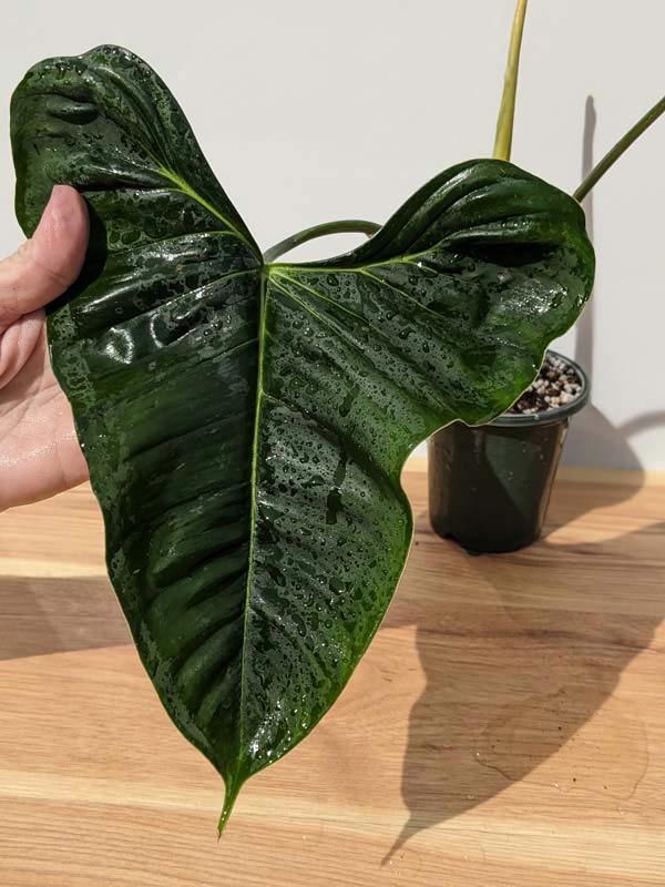 Philodendron Lupinum Corrugated Leaf Plant - Image 4