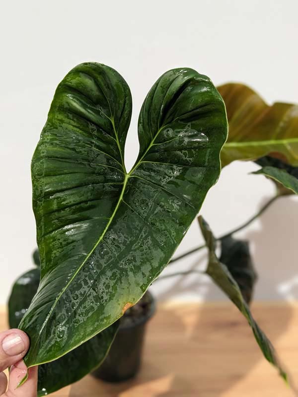 Philodendron Lupinum Corrugated Leaf Plant - Image 8