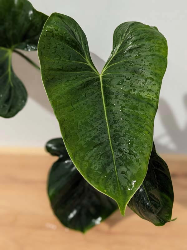 Philodendron Lupinum Corrugated Leaf Plant - Image 3