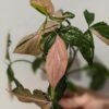 Red Spot Tricolor Arrowhead Plant (syngonium)