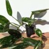 Monstera Standleyana Albo Variegata Plant