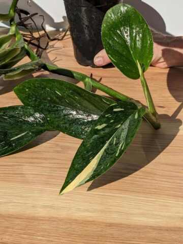 Alternative view of Monstera Standleyana Albo Variegata Plant