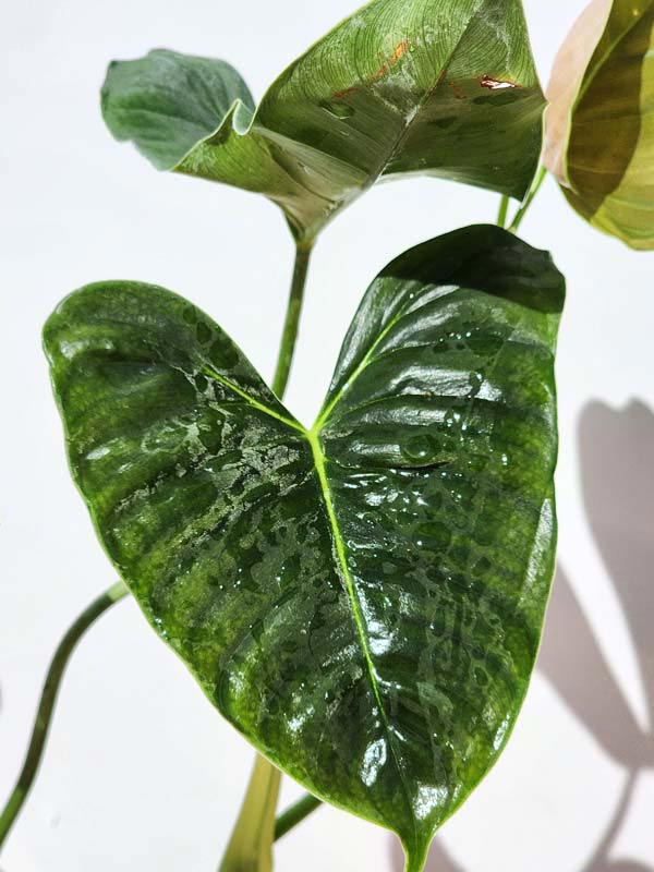 Philodendron Lupinum Corrugated Leaf Plant - Image 6