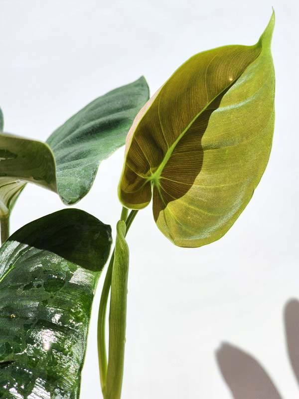 Philodendron Lupinum Corrugated Leaf Plant - Image 7