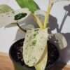 Lg. Philodendron Mottled Whipple Way Plant