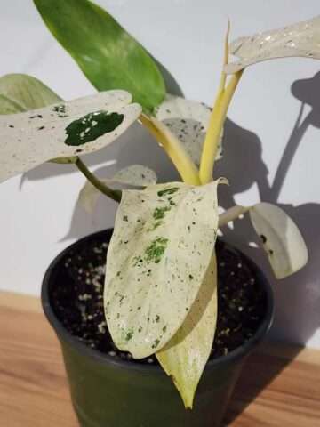 Lg. Philodendron Mottled Whipple Way Plant