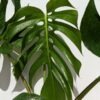 Lg. Monstera Deliciosa cf Sierrana Black Widow Plant
