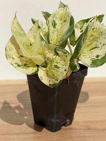 NEW! Excellent Variegation, Japan Global White Pothos (epipremnum aureum) - Image 8