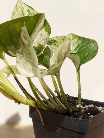 NEW! Excellent Variegation, Japan Global White Pothos (epipremnum aureum) - Image 7